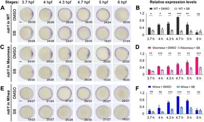 Maternal Factors and Nodal Autoregulation Orchestrate Nodal Gene Expression for Embryonic Mesendoderm Induction in the Zebrafish